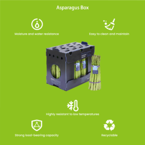 PP corrugated asparagus box — wet-packed asparagus bunches loaded after hydrocooling, showing drainage and 0–2°C cold chain compatibility