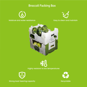 PP hollow board broccoli harvest box — stackable agricultural packaging
