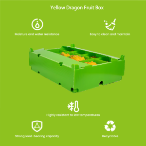 PP hollow board yellow pitaya harvest box — stackable ventilated agricultural packaging